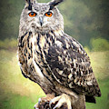 Tiger Owl