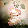 Rose Reflection