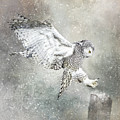 Winter Landing